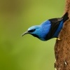 Kvetomil azurovy - Cyanerpes lucidus - Shining Honeycreeper 0545